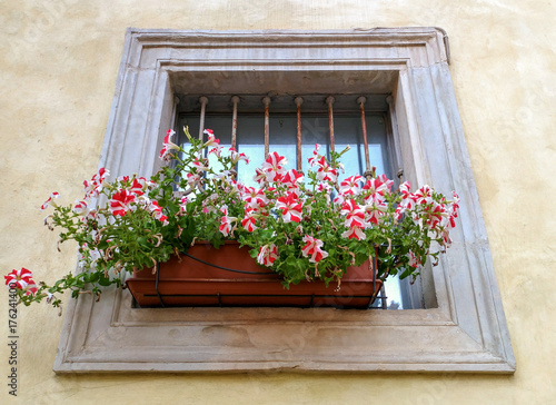 Fototapeta Naklejka Na Ścianę i Meble -  Window with flowers