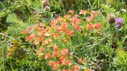 Fiori e vegetazione di montagna alpina