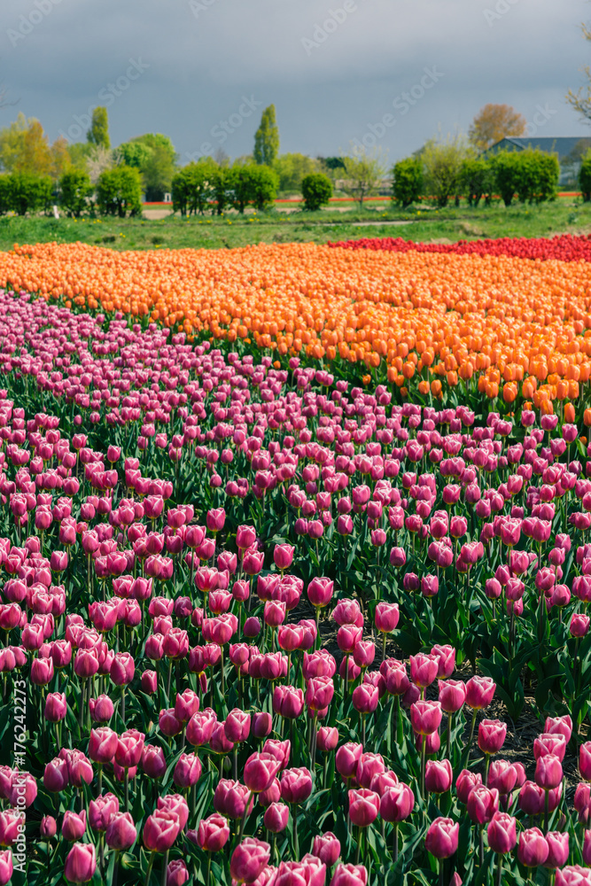 Keukenhof, also know as the Garden of Europe, is one of the world's largest flower gardens.