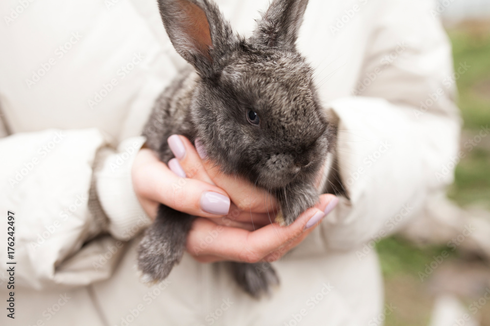 Naklejka premium Grey rabbit in girls hands outdoor