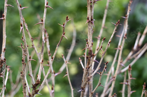 Interlacings of branches of gooseberry bushes with prickly thorns on blurred background with fallen apples an autumn time