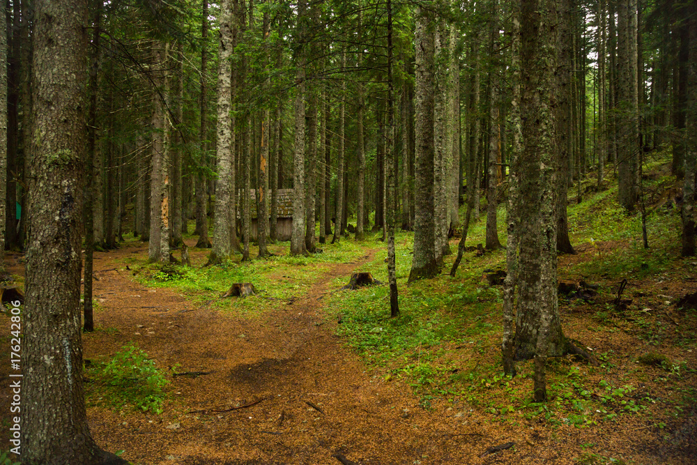 Coniferous forest. North of Montenegro Coniferous forest. North of Montenegro
