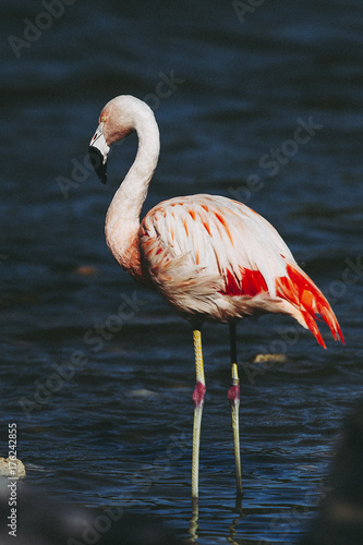 Flamant rose