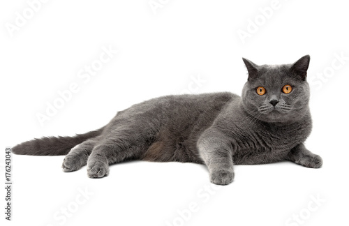 cat breeds Scottish Straight lies on a white background