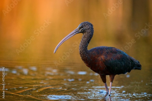 Принти на полотні glossy ibis (plegadis falcinellus)