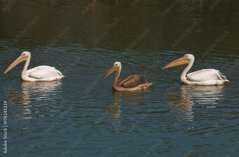 Pellicani sul fiume Tevere Pellicani sul fiume Tevere