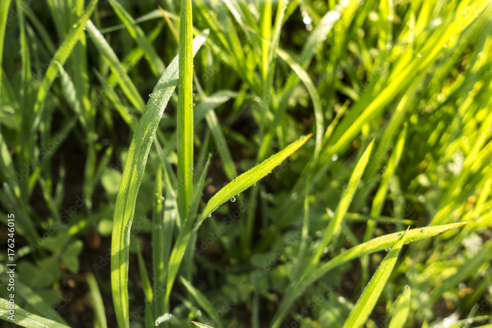 Fresh morning dew on grass, natural background Fresh morning dew on grass, natural background