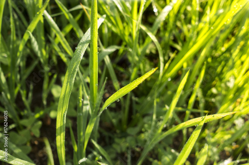 Fresh morning dew on grass  natural background