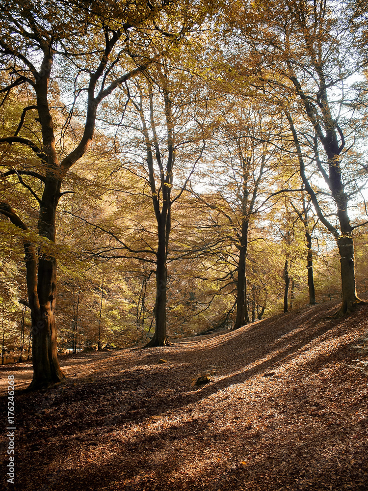 autumn woodland a beech forest with golden seasonal laves on the trees and covering the ground with sunlight and shadows
