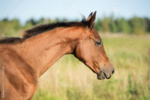 portrait of purebred akhalteke foal on field