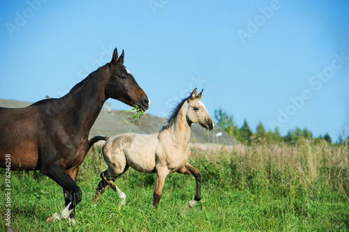 running purebred akhalteke foal with mom on field