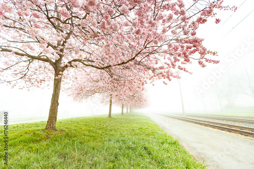 Sakura flowering tree at spring foggy morning