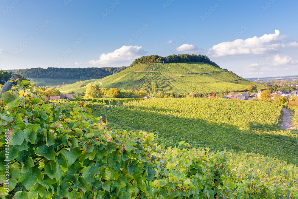 Vineyards in autumn. Autumnal landscape in the vineyards of Luxembourg at the Moselle on a sunny evening.