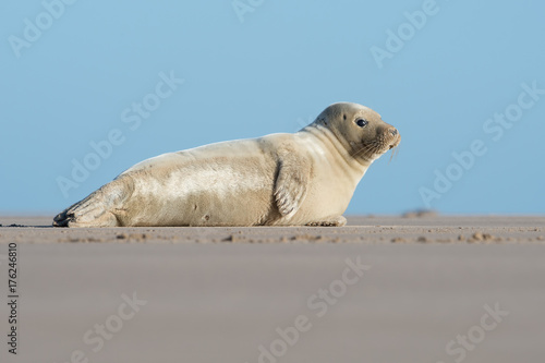 Atlantic Grey Seal (Halichoerus grypus)/Atlantic Grey Seal Pup on sandy beach