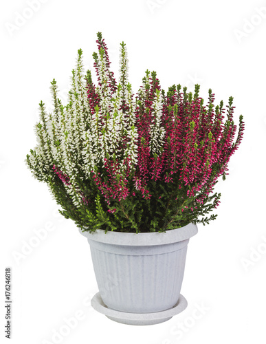 blooming Heather two-tone in a pot on white background isolated