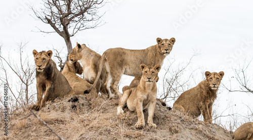 Young lions from a pride look scan their horizon from a termite mound