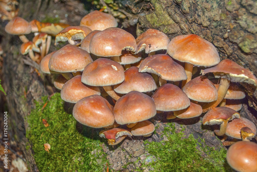 Fototapeta premium Hypholoma capnoides is an edible mushroom in the family Strophariaceae on tree trunk with green moss