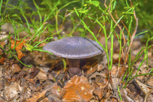 Vászonkép Clitocybe nuda, commonly known as the wood blewit and alternately described as L