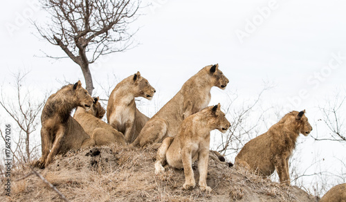 All look left... lions from a large pride look alert