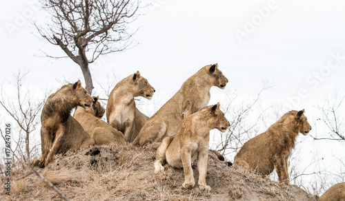 Foto All look left... lions from a large pride look alert