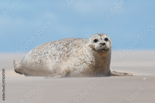 Harbour Seal (Phoca vitulina)/Harbour Seal on sandy beach