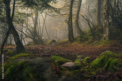 magic forest in the fog photo