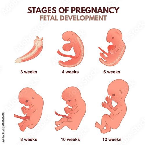 Human embryo