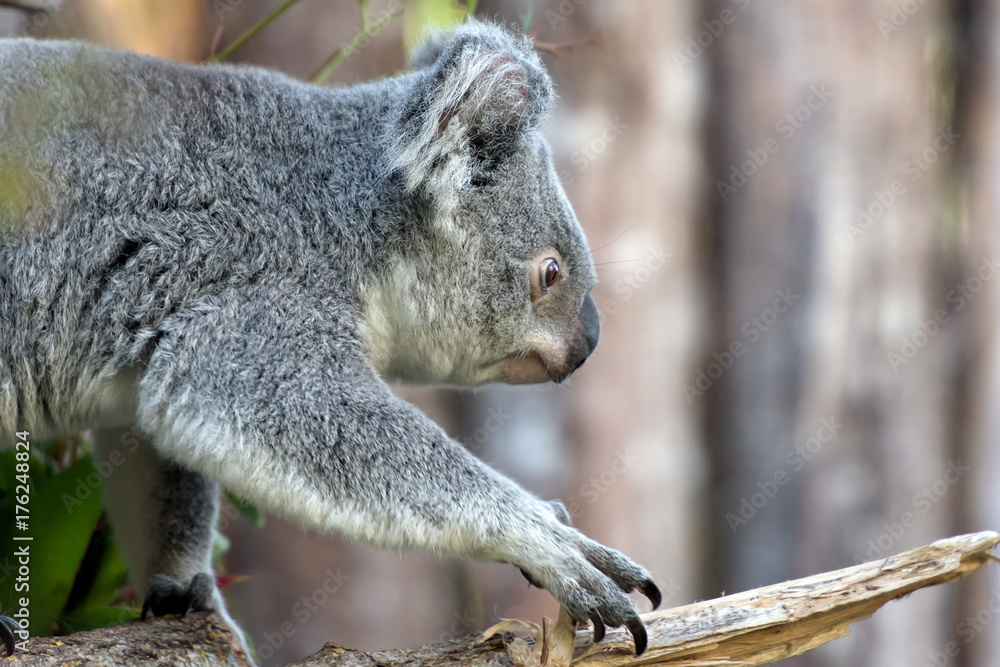 Naklejka premium close view of phascolarctos cinereus koala walking on a tree branch