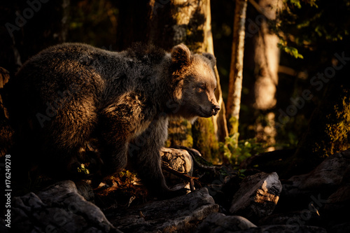 European brown bear in thick forest
