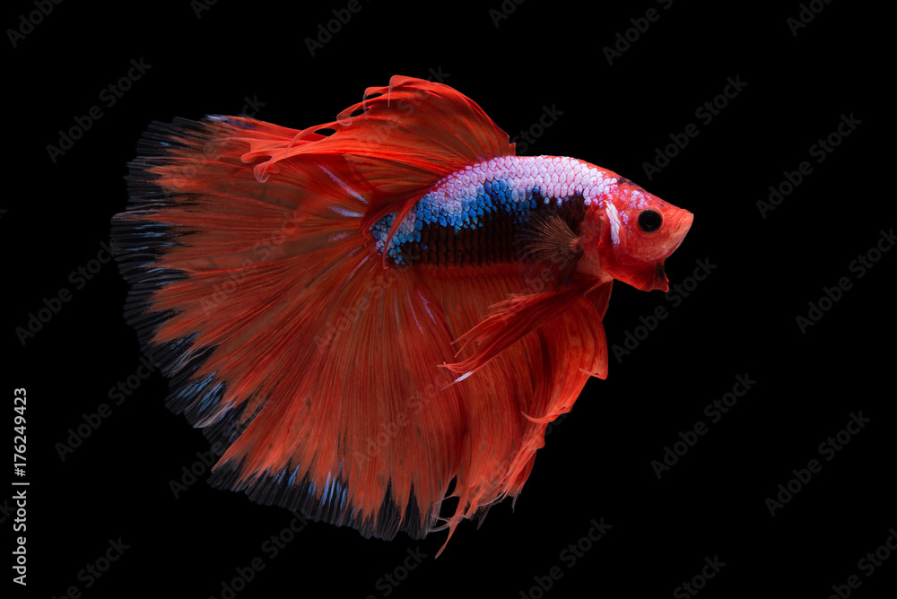 Fototapeta premium Halfmoon Betta Fish
