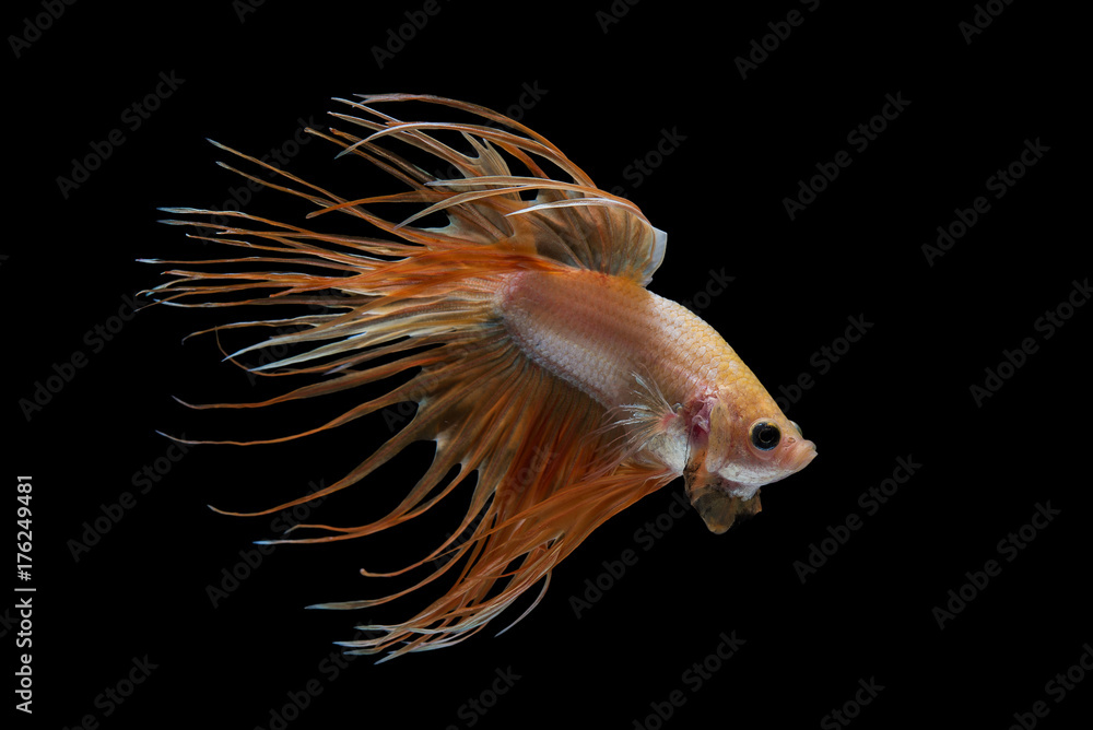 Fototapeta premium Crowntail Betta Fish
