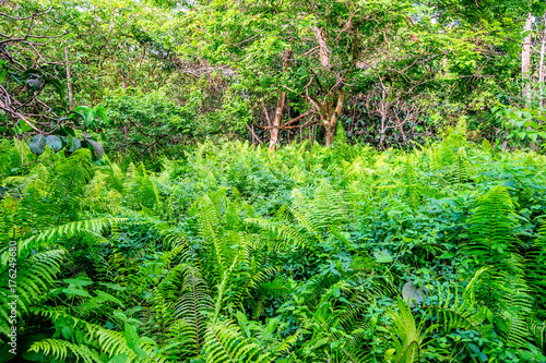 Scenic view of rainforest with ferns