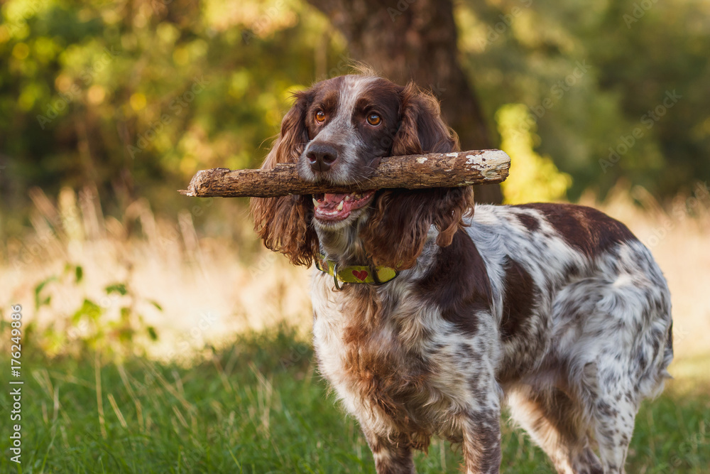 Brown spotted russian spaniel in the forest Brown spotted russian spaniel in the forest