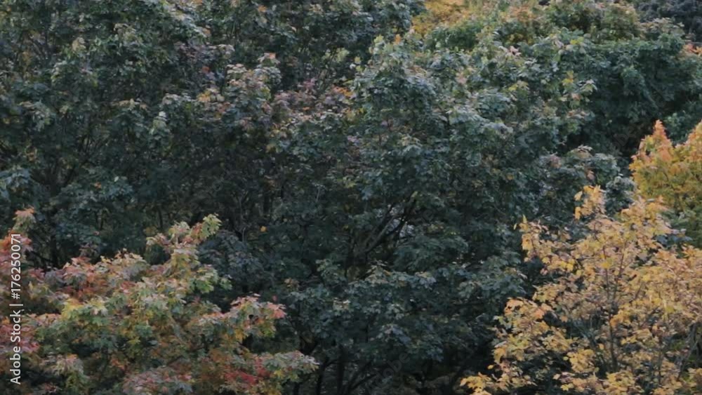Autumn trees with bright colored leaves waving in the wind. Selective focus. High angle view. Autumn trees with bright colored leaves waving in the wind. Selective focus. High angle view.