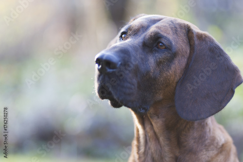 Hannoverscher Schweißhund