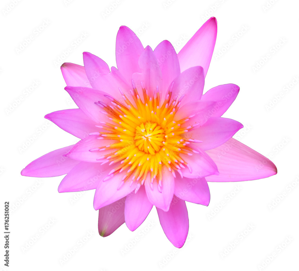 beautyful pink lotus isolated.
