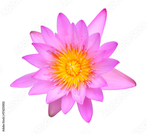 beautyful pink lotus isolated.