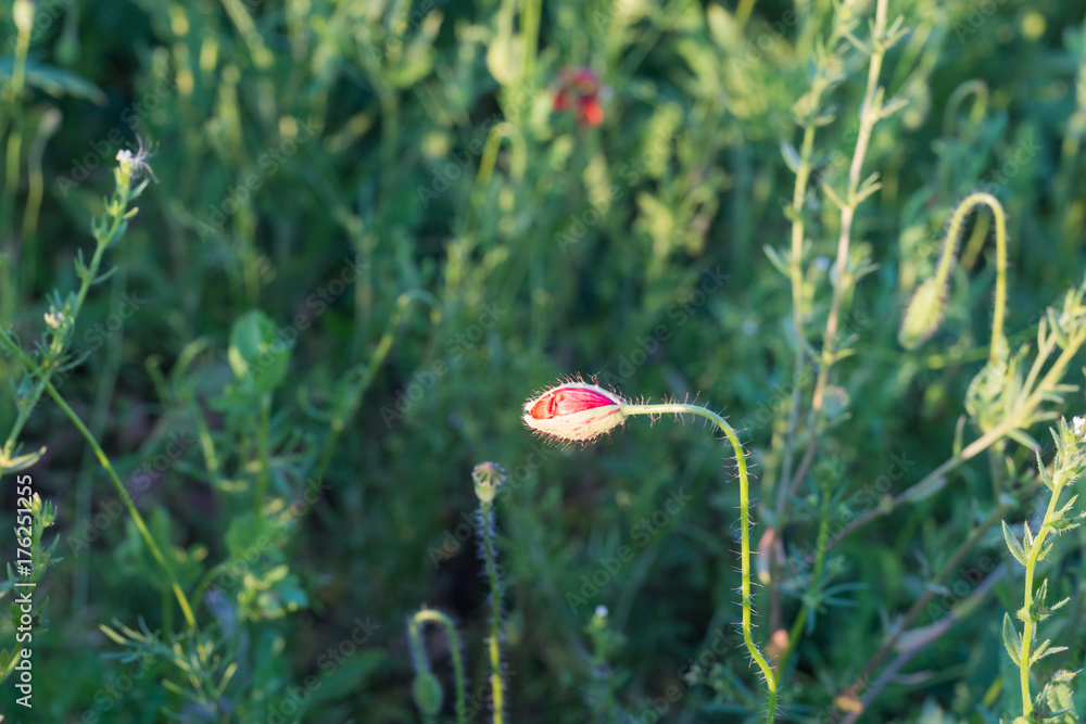 Obraz premium Field with bright red poppies. Flowering fragrant scarlet flowers - poppies against the background of green grass.