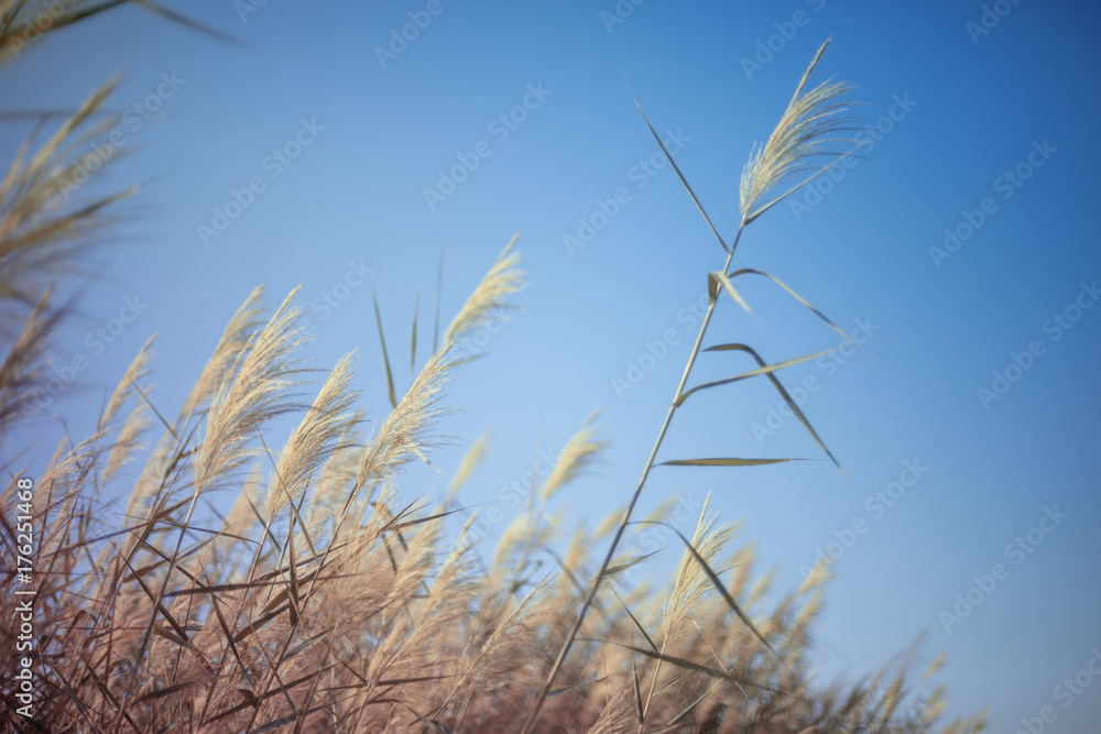 Fototapeta premium Image of bulrush