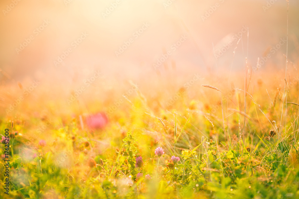 Meadow flowers in the morning sun.