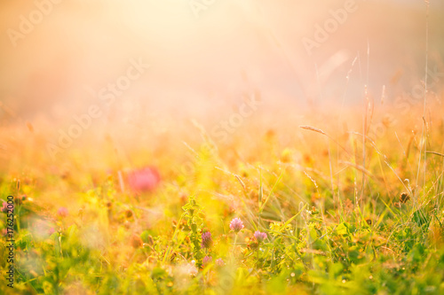 Fototapeta Naklejka Na Ścianę i Meble -  Meadow flowers in the morning sun.