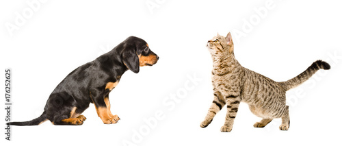 Cute puppy breed Slovakian Hound and curious cat Scottish Straight, isolated on white background