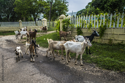 Goats in Jamaica streets