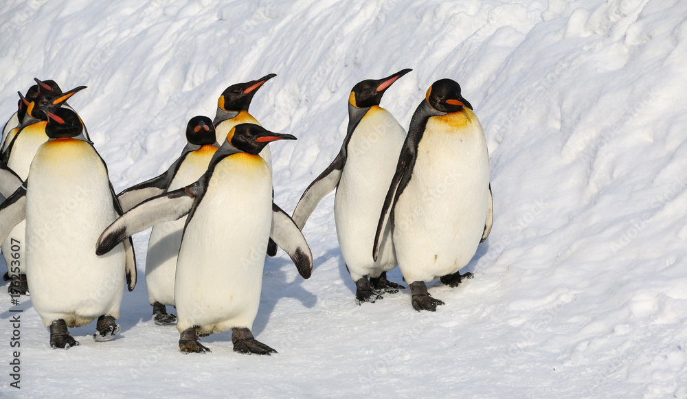 Fototapeta premium King penguins walking on the snow.