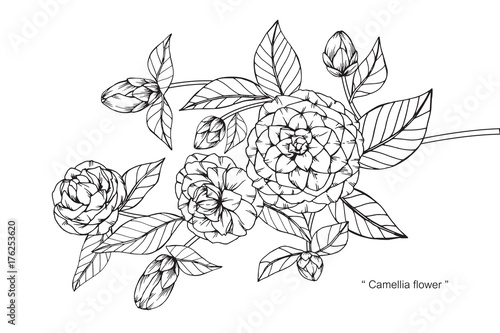Camellia flower drawing.