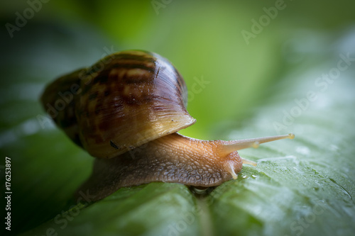 snail climbing on green leaves with copy space