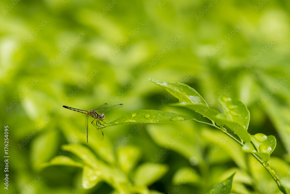Fototapeta premium Dragonfly on green leaf with water drop on leaves