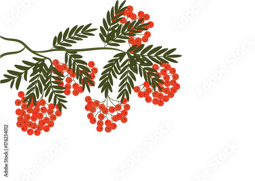 branch of red mountain ash - isolated on white background - art creative vector
