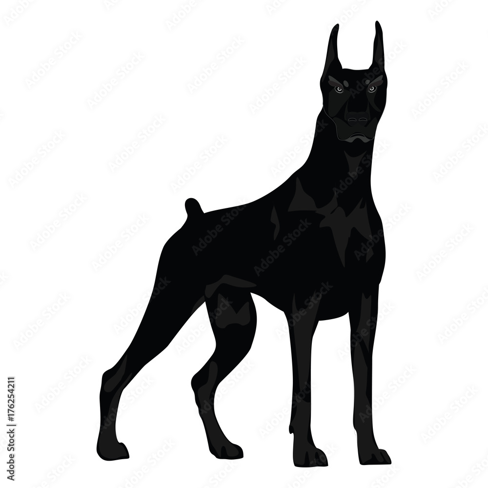 Dog - evil, aggressive, thoroughbred, proud - sketch - isolated on white background - art creative illustration