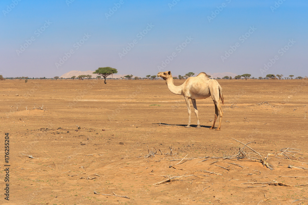 camels in the desert camels in the desert